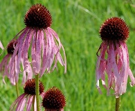 Echinacea pallida