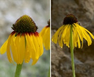 Echinacea paradoxa