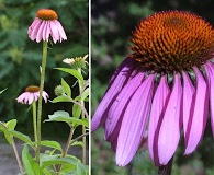 Echinacea purpurea