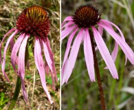 Echinacea simulata