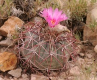 Echinocactus horizonthalonius