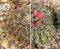 Echinocactus texensis