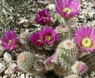 Echinocereus bonkerae