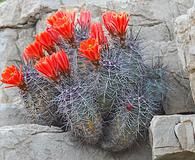 Echinocereus coccineus