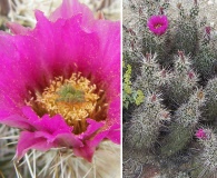 Echinocereus fasciculatus