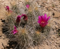 Echinocereus stramineus