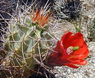 Echinocereus triglochidiatus