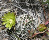 Echinocereus viridiflorus