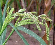 Echinochloa crus-galli