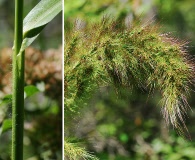 Echinochloa walteri