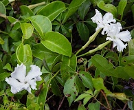 Echites umbellatus