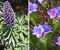 Echium candicans