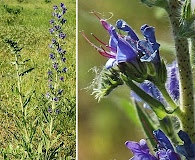 Echium vulgare