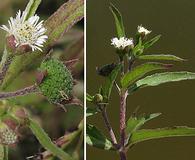 Eclipta prostrata