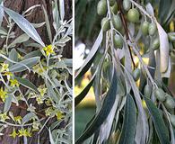 Elaeagnus angustifolia