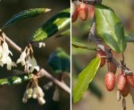 Elaeagnus pungens