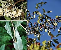 Elaeagnus umbellata