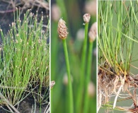 Eleocharis albida