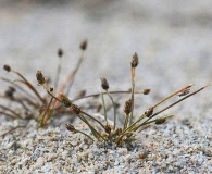 Eleocharis atropurpurea