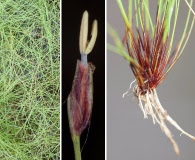 Eleocharis baldwinii