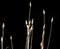 Eleocharis brittonii