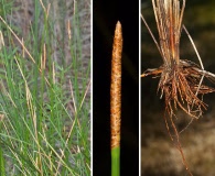 Eleocharis cellulosa