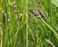 Eleocharis compressa