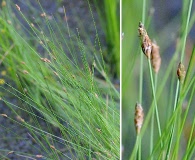 Eleocharis flavescens