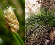 Eleocharis geniculata