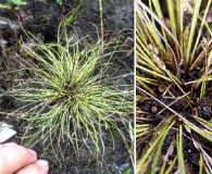 Eleocharis intermedia