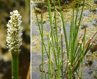 Eleocharis interstincta