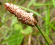 Eleocharis melanocarpa