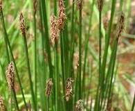 Eleocharis palustris