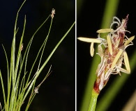 Eleocharis parishii