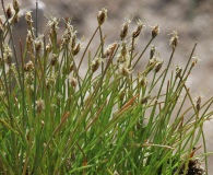 Eleocharis parvula