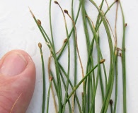 Eleocharis radicans