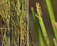 Eleocharis robbinsii