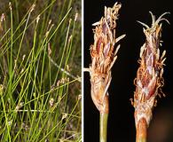 Eleocharis rostellata