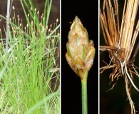 Eleocharis tuberculosa