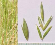 Elymus X pseudorepens