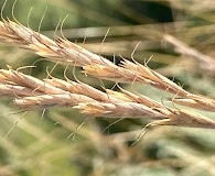 Elymus albicans