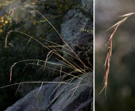 Elymus arizonicus