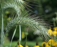 Elymus canadensis