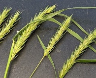 Elymus curvatus