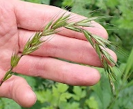 Elymus hirsutus