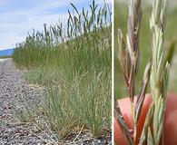 Elymus lanceolatus