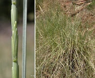 Elymus ponticus