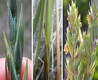 Elymus smithii