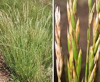 Elymus trachycaulus