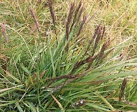 Elymus violaceus